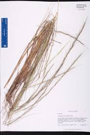 Image result for Aristida denudata