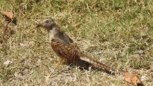 Check spelling or type a new query. Ini Potret Penampakan Burung Tutit Tutit Kedasih Dipercaya Pemberi Kabar Kematian Merdeka Com