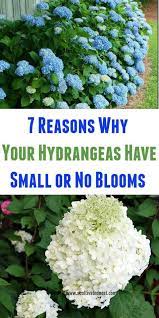 7 Reasons Why Your Hydrangeas Have Small Or No Blooms Why Aren T My Hydrangeas Blooming Take A Loo Hydrangea Not Blooming Hydrangea Care Planting Hydrangeas