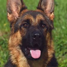 We feel blessed to live in the great state of texas, where we strive to raise and breed quality german shepherds. German Shepherd Breeder Puppies For Sale Haus Amberg Shepherds Haus Amberg Shepherds Is Dedicated To Preserving And Breeding German Shepherd Dog By Providing Quality German Shepherd Dogs To Our Customers
