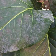 Downward curling of leaves is common in lemon and lime trees especially when they suffer from potassium deficiency. Reading The Leaves 10 Causes And Cures For Foliage Problems