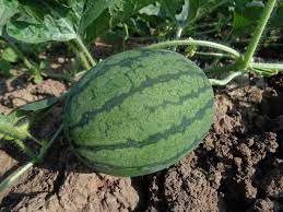 If you want to grow big and sweet watermelon outdoors. Watermelon Seed Germination Time Temperature Process Agri Farming