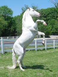White Horses | White Horses | Forest ...