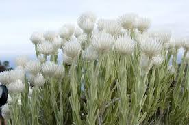 Image result for Helichrysum chasei
