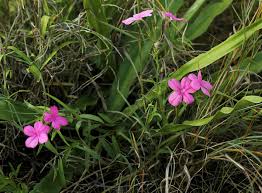 Image result for Cycnium