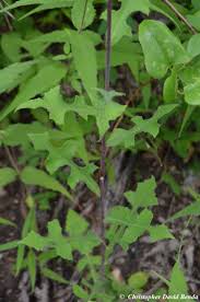 Image result for Lactuca inermis