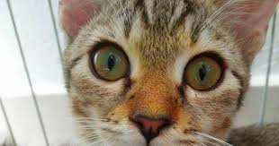 √ cara merawat kucing russian blue. Bee Merawat Anak Kucing Selsema