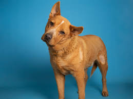 Maybe you would like to learn more about one of these? Adopt A Pet Ozzy And More In Phoenix Area Shelters This Week