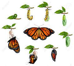 Life Cycle Of Butterfly Realistic Icons Set Of Caterpillar Larva Pupa Imago Phases Vector Illu Ciclo De Vida De La Mariposa Ciclos De Vida Ciclo De La Mariposa