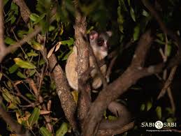 Awf helps this tiny primate by securing bush baby habitat for more bush babies to thrive. Lesser Bushbaby Sabi Sabi Private Game Reserve Blog