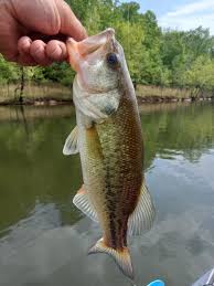 USA BASSIN Jackson Kayak Trail, Kayaks & More Tournament Trail