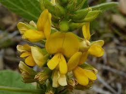 Image result for Rhynchosia chapmanii