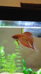 B wrote, i have a betta fish that i believe is sick. How Can I Make My Sand Bottom Aquarium And Betta Fish Coexist In Peace 10 Gallon Tank Betta Fish Forum 398061