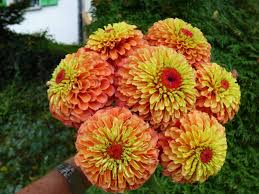 We did not find results for: Zinnia Queeny Lime Orange All America Selections