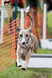 Professional Studio Location Dog Cat Horse Pet Photographer Family Gifts Commercial Photos Dog Activities Pet Photographer Sporting Dogs