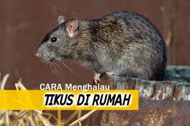 Petua halau tikus dari kediaman. Petua Halau Tikus Jadi Zaf Pro Pest Services Facebook