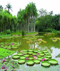 Pakistan National Flower Beautiful Nature Beautiful Landscapes Nature Photography