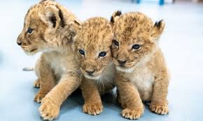 Best escape rooms in pittsburgh on worldofescapes.com. 9 Things To Do With Kids This Week In Pittsburgh From Escape Rooms To Baby Lion Cubs Pittsburgh Is Kidsburgh