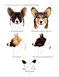 Black And White Cardigan Welsh Corgi Puppy Cardigan Welsh Corgi Club Of America Cardigan Welsh Corgi Cardigan Welsh Corgi Puppies Corgi