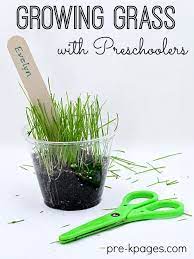 How To Grow Grass Seed In A Cup Pre K Pages Plants Kindergarten Preschool Garden Spring Preschool