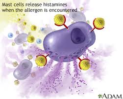 Image result for Histamine