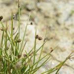 Image result for Isolepis setacea