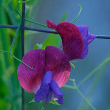 Image result for Lathyrus