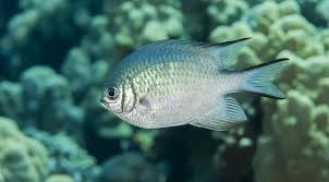 Uyartum Uyartum Adli Kullanicinin Sea Life Deniz Yasami Panosundaki Pin Papaz Seyahat