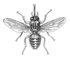 Image result for Dissotis swynnertonii