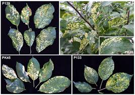 Aphids, leafhoppers, whiteflies and cucumber beetles are common garden pests that can transmit this disease. Apple Necrotic Mosaic Virus A Novel Ilarvirus From Mosaic Diseased Apple Trees In Japan And China Springerlink