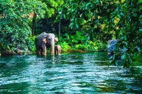 A world heritage site declared by unesco, covering 5 protected areas from khao yai to cambodian border. Encounter Wild Elephants In Thailand S Khao Yai National Park