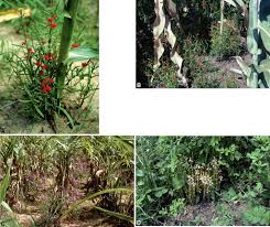 Image result for Striga baumannii