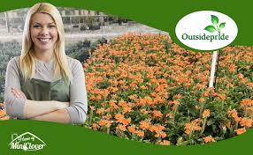 Image result for Crossandra pyrophila