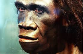 Es ist 2015 in israel in hebräischer sprache erschienen. Die Evolution Des Fruhmenschen Gesichtsrekonstruktion Eines Homo Erectus Im National Museum Of Natural History In Den Usa Stuttgarter Nachrichten