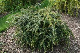 Image result for Berberis verruculosa