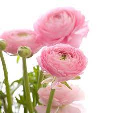 How To Care For Ranunculus Annual Flowers Wholesale Flowers Wedding Flowers Roses