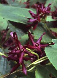 Matelea Obliqua Milkweed Vines Beautiful