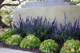 How To Plant A Waterless Garden Succulent Landscape Design Inexpensive Landscaping Water Wise Landscaping