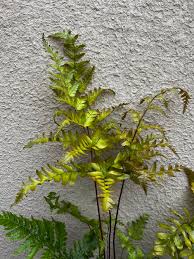 Image result for Dryopteris