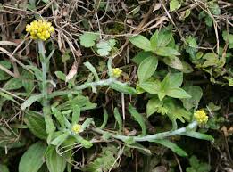 Image result for Pseudognaphalium oligandrum