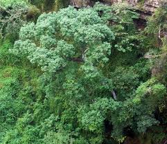 Image result for Trichilia