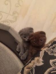Pin By Maya On Cute Pets In 2020 Kittens Cutest Cute Cat Gif Kittens Funny