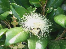 Image result for Myrtaceae