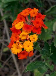 Pin On Perennials