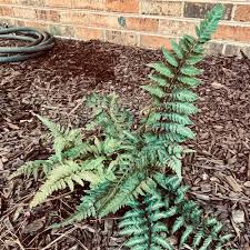 Image result for Athyrium newtonii