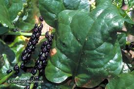 Image result for Basella alba