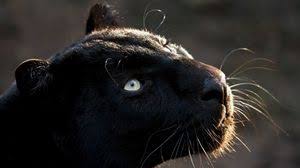 Panther Full Hd Hdtv Fhd 1080p Wallpapers Hd Desktop Backgrounds 1920x1080 Images And Pictures Black panther animal wallpaper hd awesome animals wallpaper iphone of black panther animal wallpaper hd part of black panther wallpaper you can also download and share your favorite wallpaper hd wallpapers and background images. panther full hd hdtv fhd 1080p
