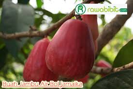 We did not find results for: 8 Jenis Jambu Air Unggulan Warna Merah Rawabibit Com