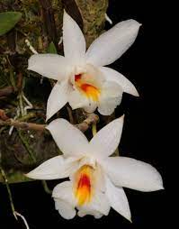 Dendrobium Christyanum Giant Form 0340 Orchids Wild Orchid Beautiful Flowers