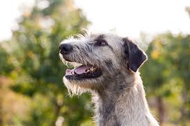 Modern and ethical · tricks worth showing off · simple yet effective Dog Years To Human Years Chart Learn Your Dog S Real Age Tractive Blog